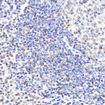 DNMT1 Antibody