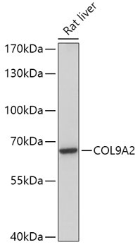 COL9A2 Antibody