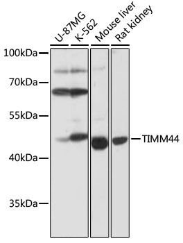 TIMM44 Antibody