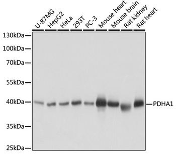 PDHA1 Antibody