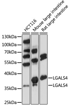 LGALS4 Antibody