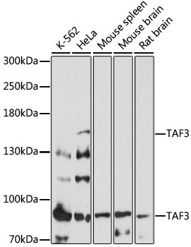 TAF3 Antibody