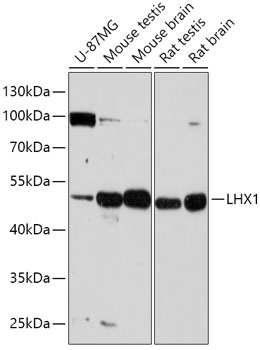 LHX1 Antibody