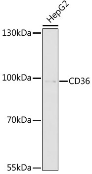 CD36 Antibody