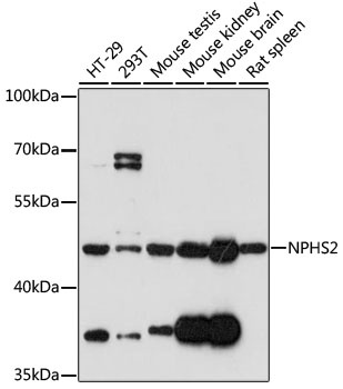 NPHS2 Antibody