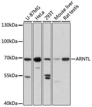 ARNTL Antibody