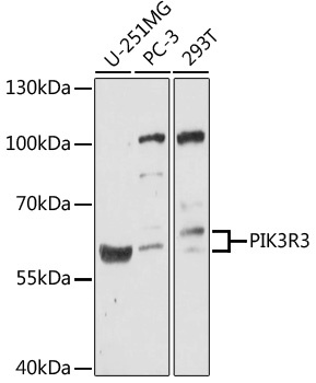 PIK3R3 Antibody