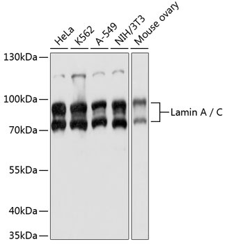 Lamin A / C Antibody