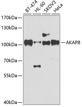 AKAP8 Antibody
