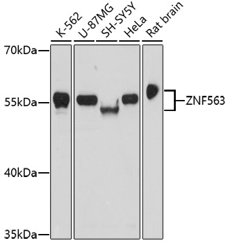 ZNF563 Antibody