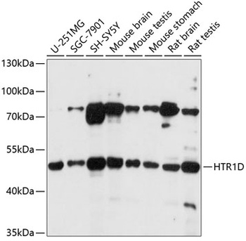 HTR1D Antibody