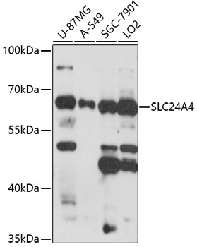 SLC24A4 Antibody