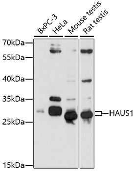 HAUS1 Antibody