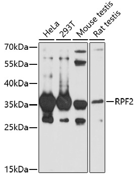 RPF2 Antibody