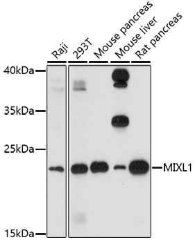 MIXL1 Antibody