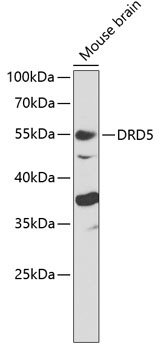 DRD5 Antibody