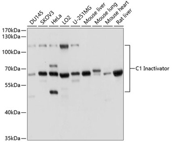 C1 Inactivator Antibody