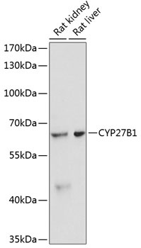 CYP27B1 Antibody