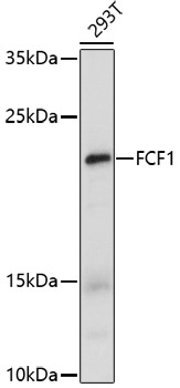 FCF1 Antibody