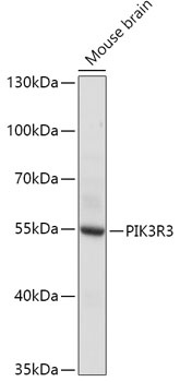 PIK3R3 Antibody