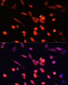 PIK3R3 Antibody