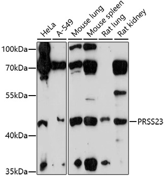 PRSS23 Antibody