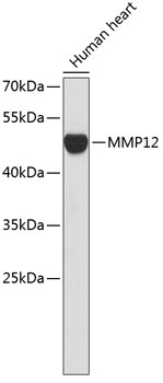 MMP12 Antibody