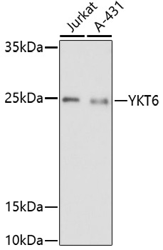 YKT6 Antibody