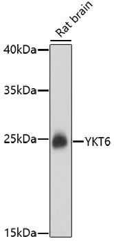 YKT6 Antibody