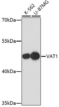 VAT1 Antibody
