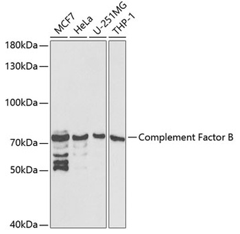 Complement Factor B Antibody