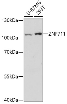 ZNF711 Antibody