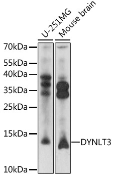 DYNLT3 Antibody