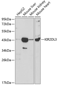 KIR2DL3 Antibody