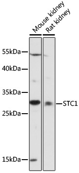 STC1 Antibody