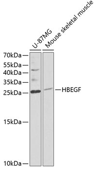 HBEGF Antibody