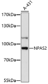 NPAS2 Antibody