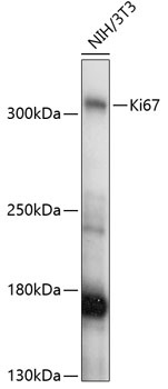 MKI67 Antibody