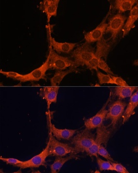 SMAD2 Antibody