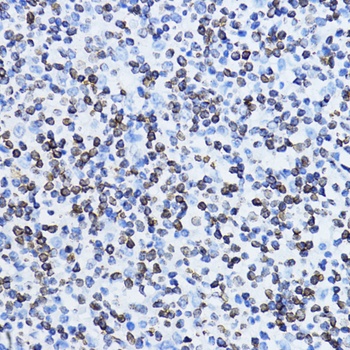 LMNB1 Antibody