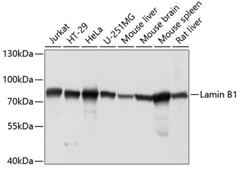 Lamin B1 Antibody