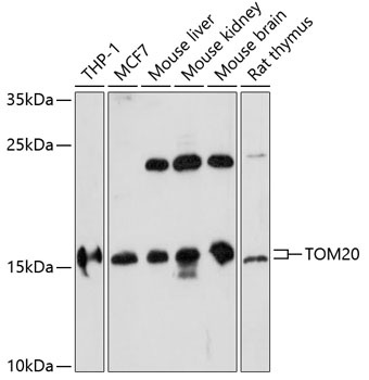 TOMM20 Antibody