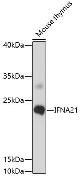 IFNA21 Antibody