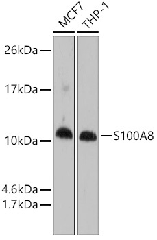 S100A8 Antibody