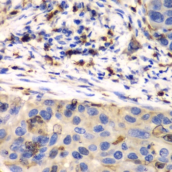 S100A8 Antibody