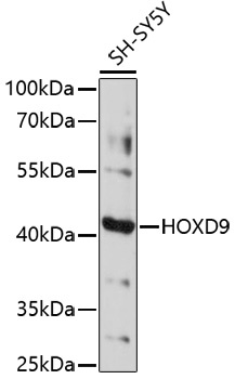 HOXD9 Antibody