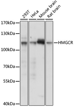 HMGCR Antibody