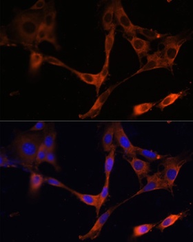 HMGCR Antibody