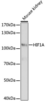 HIF1A Antibody