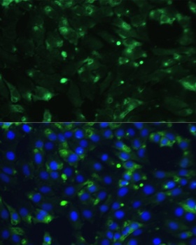 ENO1 Antibody